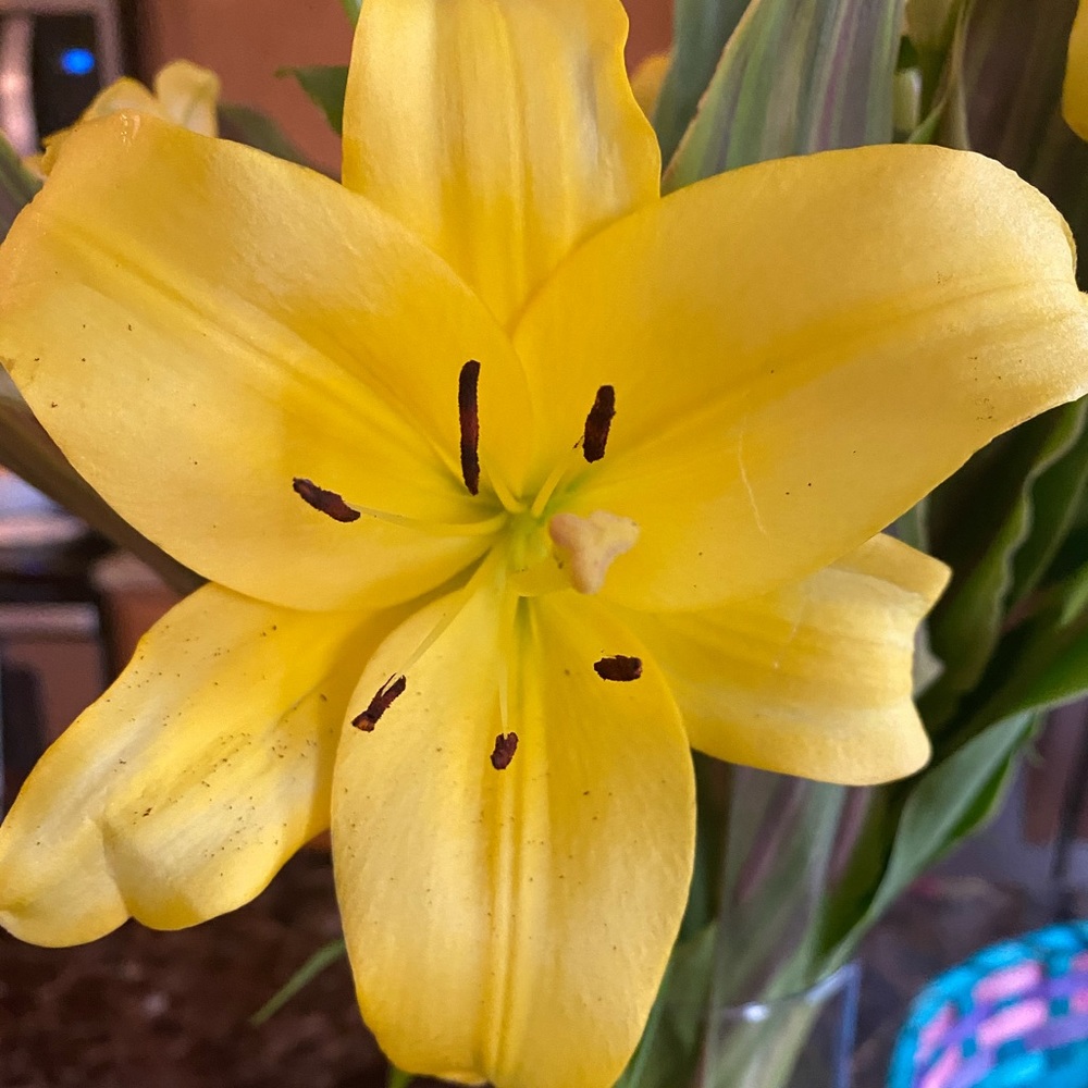 Meet your Posher, Kirste